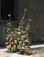 И без воды растут цветы. На задворках 72 школы.