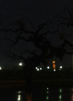 В темноте многое кажется страшным. Это всего лишь тутовник.            