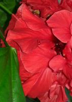 "...и страстный взгляд и томный вид"