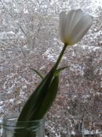 Белое на белом.