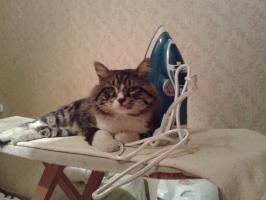 Любитель гладится.