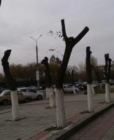 Говорят, что так формируют крону.