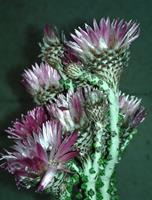 Колючие цыеты