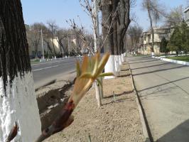 Цыплячий каштан 