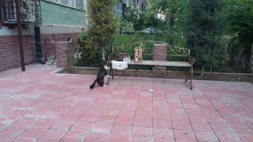 Скоро в Соловце опять объявятся говорящие котята... (Братья Стругацкие)