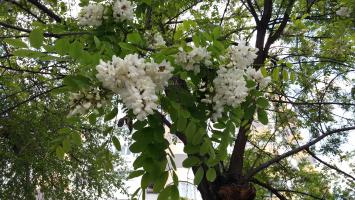 Акация на Ойбеке 