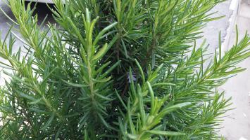 Розмарин по пути на Госпиталку