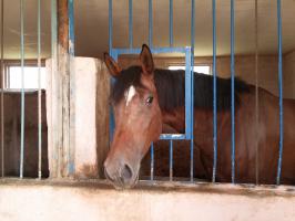 Ждет своих наездников.
