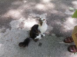 Роскошный кот.