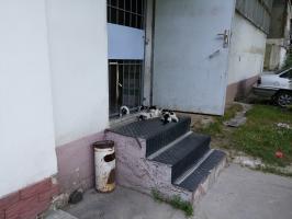 Four dalmatians. But all four - kittens.