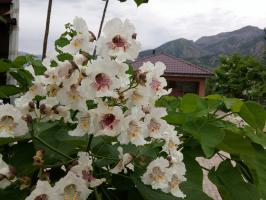 В горах тоже все цветет.
