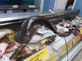 Свежий сом.