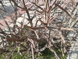 Странный куст. Как буд-то пластмассовый. Подождем когда расцветет.