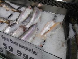 Золотая форель. Красивая рыбка.