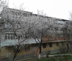 Цветущая вишня, ул Чимкентская.