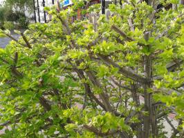 Странный, пластмассовый куст распустился. Оказался - живой.