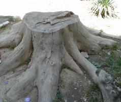 Старый пень в военном городке. Теперь таких много по городу.           