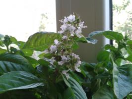 Райхон он же базилик