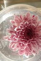 Обломалась