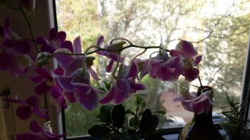 Орхидея Дендробиум