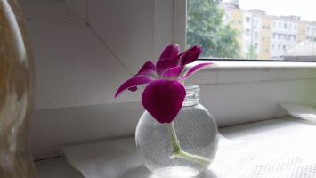 "...процветайте в любых условиях" (О.Дендробиум)