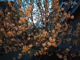 Вечерняя вишня.                                                        