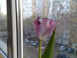 "-Ну, так когда это было...- сказал Глухов. - Бароны, знаете ли стареют. -Бароны также и воюют,- сказал Вечеровский.-Не так уж давно это было"