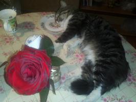 В ожидании обеда.