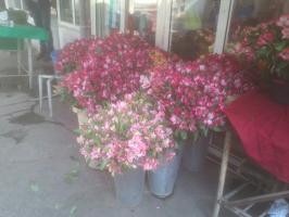 Альстримерии на парке Кирова