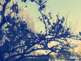 Нет описания