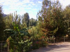 В одну упряжку впрясть не можно коня и трепетную лань. Или можно. Вот пальма и сосна в одном палисаднике.