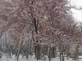 Зимний парк.