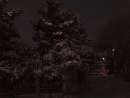 Зимние елки на проспекте Космонавтов.