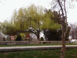 Ива. Плакучая.