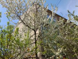 Черешня на углу