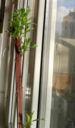 Нет описания