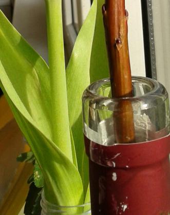 Фраза "Если бы молодость знала, если бы старость могла" (фр. : Sijeunesse savait, si vieillesse pouvait.) из эпиграммы французского писателя и филолога-полиглота Анри Этьена (1531 - 1598), которая была опубликована в его сборнике «Первые шаги» («Les Premices», 1594). 