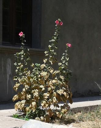 И без воды растут цветы. На задворках 72 школы.