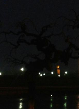 В темноте многое кажется страшным. Это всего лишь тутовник.            