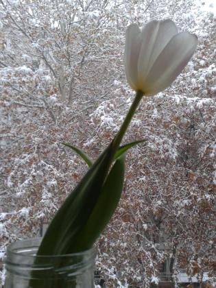 Белое на белом.