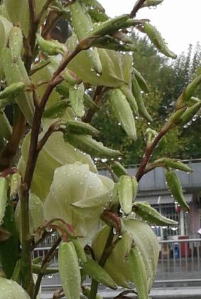 на Шота Руставели под дождём