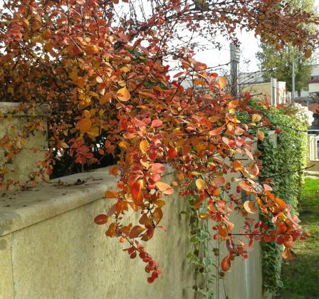 Даже не цветы - просто красивые листочки.