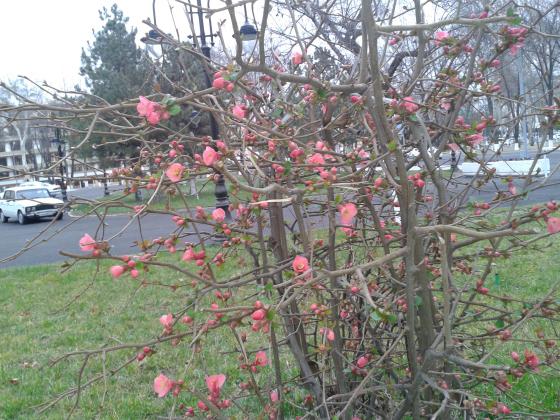 Айва японская за театром Навои