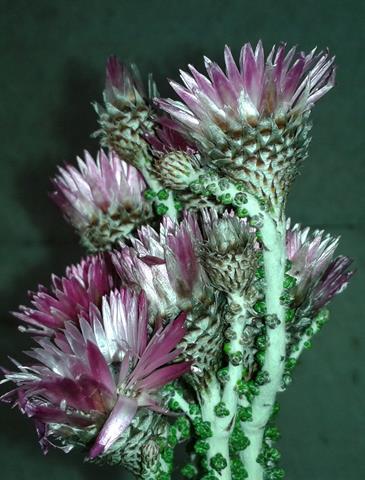 Колючие цыеты