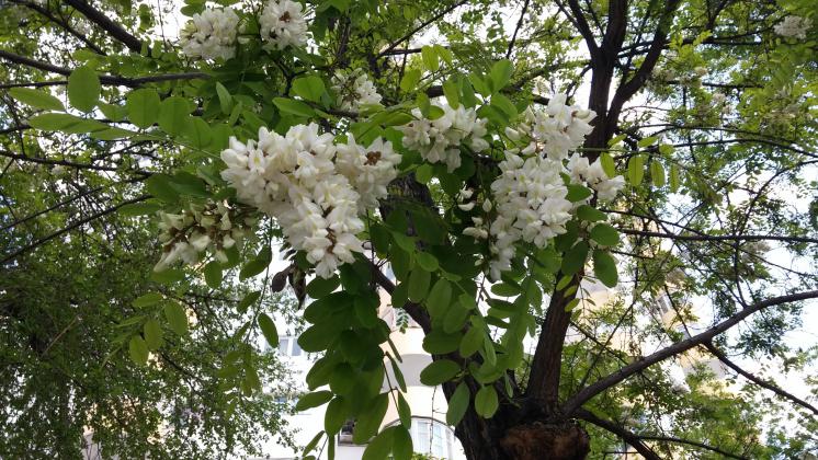 Акация на Ойбеке 