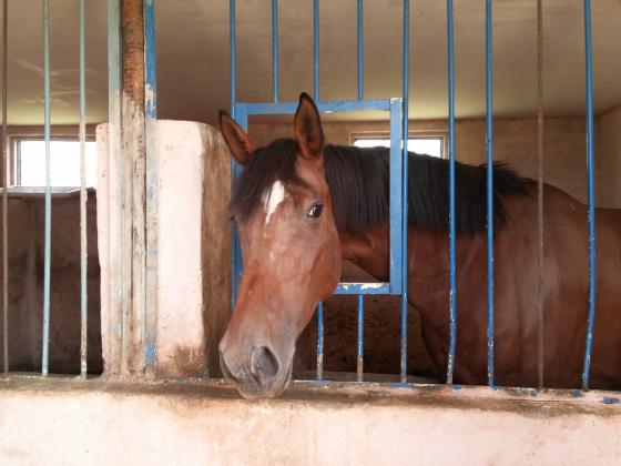 Ждет своих наездников.