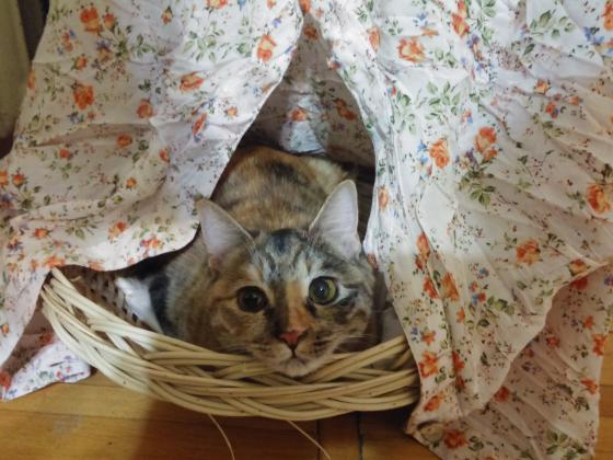 Кошка в домике.