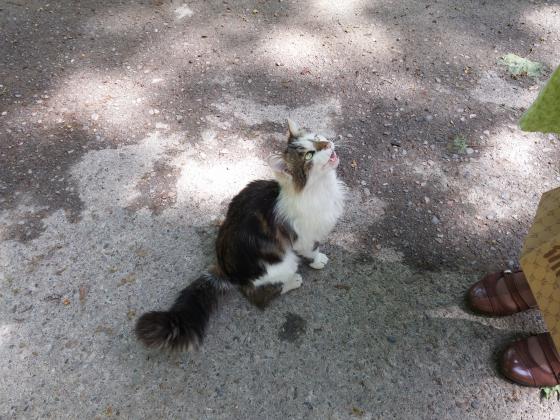 Роскошный кот.