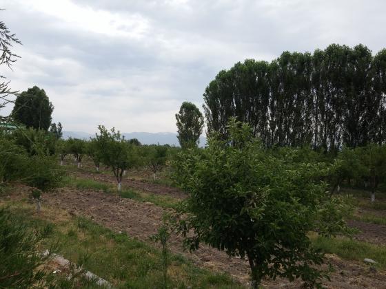 Ряды тополей.