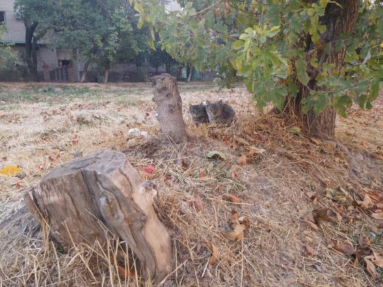 Два брата. Или сестры...